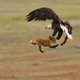 Bald eagle with a red fox. Canon EOS-1D X Mark II with Canon EF 600mm f/4 IS lens; 1/320 second at f/11; ISO 1600